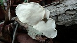 Trametes lactinea image