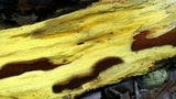 Inonotus andersonii image