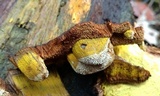 Inonotus andersonii image