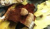 Inonotus andersonii image