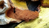 Inonotus andersonii image