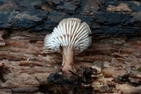 Lentinellus subaustralis image