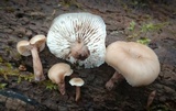 Lentinellus subaustralis image