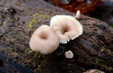 Lentinellus subaustralis image