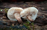 Lentinellus subaustralis image