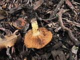 Pholiota highlandensis image