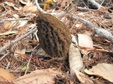 Morchella eximia image