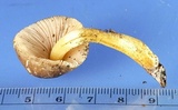 Pluteus romellii image