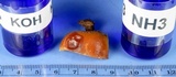 Pluteus romellii image