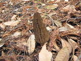 Morchella eximia image