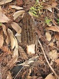 Morchella eximia image