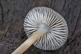 Mycena galericulata image