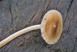 Mycena galericulata image