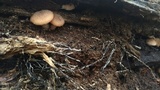 Armillaria gallica image