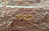 Phlebia radiata image