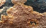 Phlebia radiata image