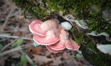 Phlebia incarnata image