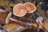 Gymnopus spongiosus image