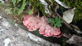 Phlebia incarnata image