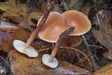 Gymnopus spongiosus image