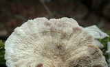 Phlebia incarnata image