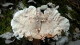 Phlebia incarnata image