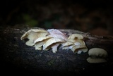 Merulius tremellosus image