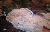 Merulius tremellosus image