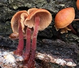 Gymnopus spongiosus image