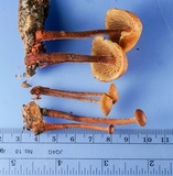 Gymnopus spongiosus image