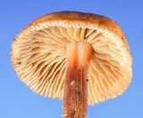 Gymnopus spongiosus image