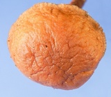 Gymnopus spongiosus image
