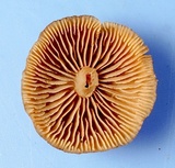 Gymnopus spongiosus image