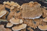 Trametopsis cervina image
