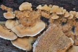 Trametopsis cervina image