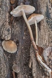 Mycena galericulata image