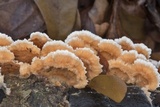 Trametopsis cervina image
