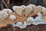 Trametopsis cervina image