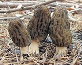 Morchella eximia image