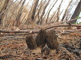 Morchella eximia image