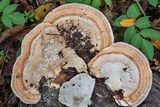 Trametes cubensis image