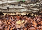 Sarcodontia pachyodon image