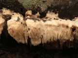 Sarcodontia pachyodon image