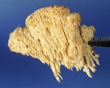 Sarcodontia pachyodon image