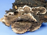 Bjerkandera adusta image