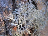 Pseudevernia consocians image