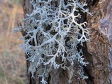 Pseudevernia consocians image