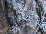 Pseudevernia consocians image