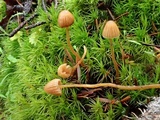 Galerina atkinsoniana image