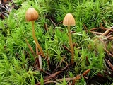 Galerina atkinsoniana image